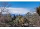 Scenic mountain view through the treetops, showcasing snow-capped peaks and a clear sky at 73 Falcon Hills Dr, Highlands Ranch, CO 80126