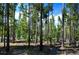 Lush forest with dense trees and ground cover, creating a sense of tranquility and natural beauty at 10042 Buena Vista Dr, Conifer, CO 80433