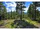 Scenic view of a wooded lot with tall pine trees and lush greenery at 10042 Buena Vista Dr, Conifer, CO 80433