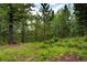 Beautiful wooded property with lush greenery and a tranquil setting at 10042 Buena Vista Dr, Conifer, CO 80433