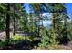 Lush wooded area with a variety of trees and foliage, showcasing a tranquil natural setting at 10042 Buena Vista Dr, Conifer, CO 80433