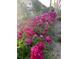 Lush flower garden filled with vibrant magenta peonies at 200 Bothun Rd, Berthoud, CO 80513