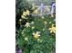 Delicate yellow columbine flowers bloom in a lush garden setting, creating a tranquil ambiance at 200 Bothun Rd, Berthoud, CO 80513