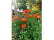 Vibrant orange poppies add a splash of color to the lush green landscaping at 200 Bothun Rd, Berthoud, CO 80513