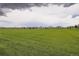 Expansive green space with well-maintained grass and scenic views of the surrounding neighborhood and community at 676 Hedgerow Way, Brighton, CO 80601