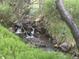 Tranquil, rocky stream bordered by lush greenery and foliage, offering a serene natural element at 1345 Witter Gulch Rd, Evergreen, CO 80439
