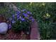 Beautiful landscaping featuring blue balloon flowers and yellow daylilies surrounding a rock in the garden at 5951 E Irish Pl, Centennial, CO 80112