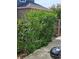 Backyard view with a tall privacy hedge, walkway, and barbecue grill at 20058 E Dartmouth Dr, Aurora, CO 80013