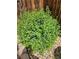 A lush privacy bush is framed by a wood fence in a landscaped backyard at 20058 E Dartmouth Dr, Aurora, CO 80013