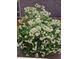 A large bush full of round, white flowers sits beside a wooden fence and brick wall at 20058 E Dartmouth Dr, Aurora, CO 80013