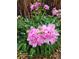 Close-up of beautiful blooming pink peonies near a wooden fence at 20058 E Dartmouth Dr, Aurora, CO 80013