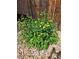 A thriving green plant in a backyard garden with a wooden fence backdrop at 20058 E Dartmouth Dr, Aurora, CO 80013