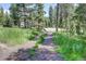 A dirt driveway leads up to a residence surrounded by tall trees in a quiet neighborhood at 10893 Milliken Ave, Conifer, CO 80433