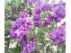 Close-up of beautiful purple lilac blossoms at 8030 Ogden St, Denver, CO 80229