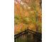 Balcony view overlooking a tree with vibrant fall foliage in shades of red, orange, and yellow at 445 Madison N St, Denver, CO 80206
