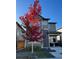 Two-story house with gray siding and a red tree in the front yard at 6727 Canosa St, Denver, CO 80221