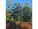 A close up of sunflowers along a fence at 10405 W 107Th Pl, Broomfield, CO 80021