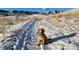 A cute dog sits in the snow with snow-covered mountains in the background on a sunny day at 2264 S Joyce St, Lakewood, CO 80228