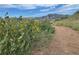 Scenic landscape featuring sunflowers along a path with mountains in the background at 2264 S Joyce St, Lakewood, CO 80228