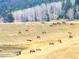 Scenic mountain meadow view with elk grazing among the trees at 31058 Big Bear Dr, Evergreen, CO 80439