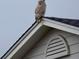 A striking owl perched atop the roof of a well-maintained building at 1670 S Deframe St # C2, Lakewood, CO 80228