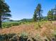 Green forest landscape with grassy foreground and clear blue skies at 53 Canyon Pines Dr, Golden, CO 80403