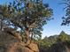 Majestic pine tree growing on rocky terrain against a blue sky backdrop, showcasing natural beauty at 53 Canyon Pines Dr, Golden, CO 80403