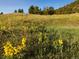Lush grassy field dotted with yellow wildflowers, creating a peaceful and inviting outdoor space at 53 Canyon Pines Dr, Golden, CO 80403