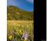 Meadow with wildflowers and mountain view, displaying a serene and natural environment at 53 Canyon Pines Dr, Golden, CO 80403
