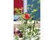 Close-up of a vibrant red rose bush in front of the charming home's exterior at 12175 Birch St, Thornton, CO 80241