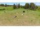 Aerial view of a pasture with cattle grazing peacefully on a lush, green hillside at 2470 Driftwood, Elizabeth, CO 80107