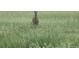 Back shot of a deer hiding in the tall grass of the pasture at 2470 Driftwood, Elizabeth, CO 80107
