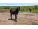 A brown horse standing in an open field, suggesting a peaceful and rural setting at 2470 Driftwood, Elizabeth, CO 80107