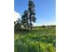 Lush, verdant landscape featuring wildflowers under a bright, clear sky, showcasing the natural beauty at 2470 Driftwood, Elizabeth, CO 80107