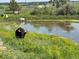 Tranquil pond with cattle grazing nearby amidst vibrant yellow wildflowers at 2470 Driftwood, Elizabeth, CO 80107