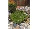 A tranquil garden pond showcasing lily pads, aquatic plants, and decorative rock features at 11302 Mesa Verde Pl, Parker, CO 80138