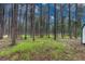Wooded backyard with a mix of trees and green undergrowth at 18470 Canterbury Dr, Monument, CO 80132