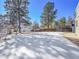Large, snowy backyard with mature trees and a privacy fence, perfect for outdoor enjoyment at 11427 Brownstone Dr, Parker, CO 80138