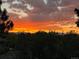 Beautiful sunset with colorful orange and yellow skies over the tree line at 7629 S Fillmore Way, Centennial, CO 80122