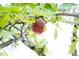 A close up of a red apple hanging from the tree in the backyard at 8895 Morton Rd, Niwot, CO 80503