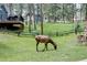 Backyard featuring a deer grazing near a fence and a stone wall, adding to the natural charm of the property at 29101 Drexel Spur, Evergreen, CO 80439