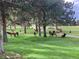 Herd of elk grazing on a lush golf course, blending wildlife with recreation at 2378 Hearth Dr # 6, Evergreen, CO 80439