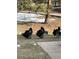 Flock of wild turkeys gather outside the house, demonstrating the home's rural setting at 35550 Running Brook Ln, Elizabeth, CO 80107
