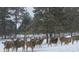 A herd of deer gathers near the property in winter, highlighting the area's natural beauty and wildlife at 35550 Running Brook Ln, Elizabeth, CO 80107