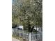 Scenic view of the front yard highlighting the mature flowering tree and charming white picket fence at 4723 S Pagosa Way, Aurora, CO 80015