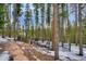 Backyard forest scene with privacy fence in the snow at 47 Forest Cir, Breckenridge, CO 80424