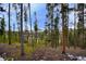 Serene forest landscape with tall pine trees and a glimpse of snow-capped mountains in the distance at 47 Forest Cir, Breckenridge, CO 80424