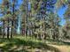 Lush backyard featuring tall trees and bright sunshine, creating a beautiful, natural atmosphere at 5777 County Road 154, Elizabeth, CO 80107