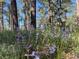A peaceful wooded backyard featuring beautiful wildflowers and mature trees, creating a serene escape at 5777 County Road 154, Elizabeth, CO 80107