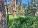 Treelined land with a lot of grass at 5777 County Road 154, Elizabeth, CO 80107